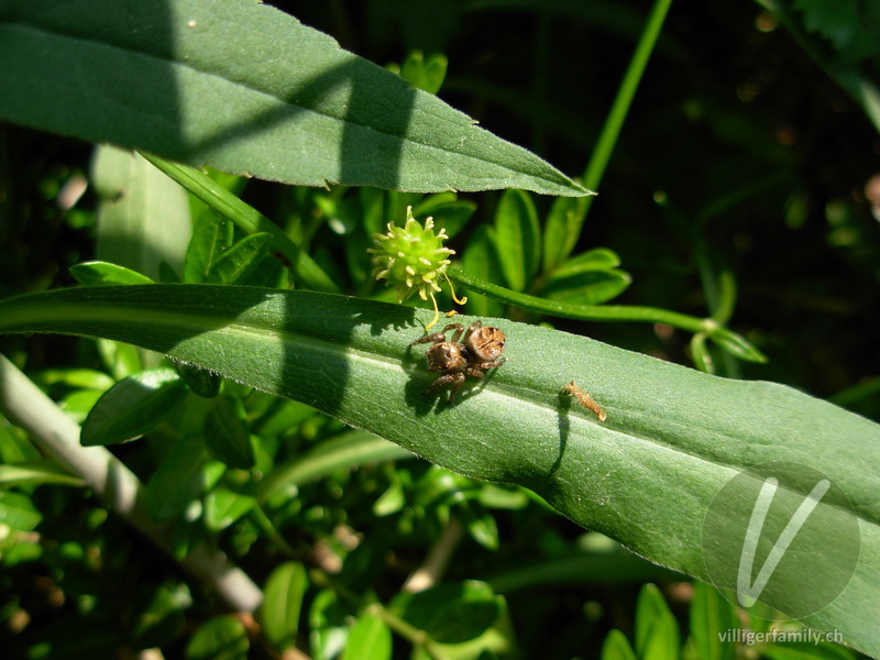 Braune Springspinne: Übersicht